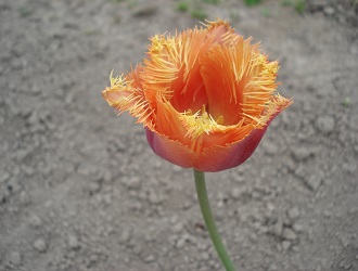 фото  'Ламбада'